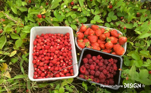 Les petits fruits et baies, en plus d’être délicieux, sont généralement de culture facile et productifs en abondance assez rapidement, ce qui les rend incontournables dans une haie fruitière !