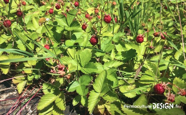 Exemple de couvre-sol efficace à la production comestible délicieuse : les fraises des bois !