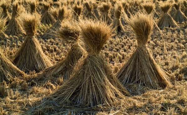 La paille : en botte, un paillage économique au jardin