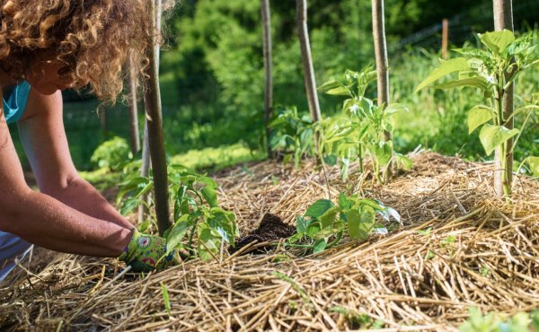 La paille est souvent utilisée en paillage, notamment au potager en permaculture.