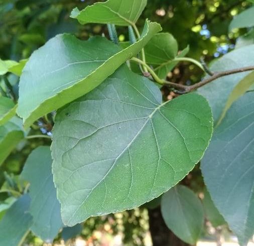 Feuilles en forme de cœur de l'aulne de Corse - Alnus cordata