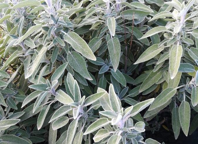Feuillage de la sauge officinale - Salvia officinalis