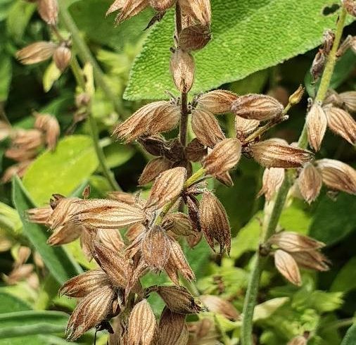 Sauge officinale en graines - Salvia officinalis