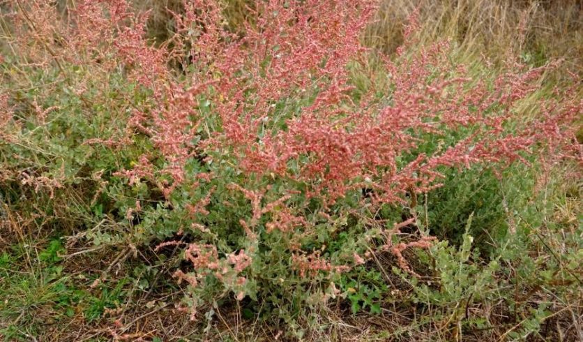 Arroche halime en fleurs - Atriplex halimus