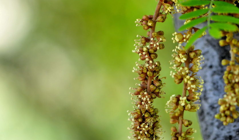 Fleurs de févier d'Amérique - Gleditsia triacanthos