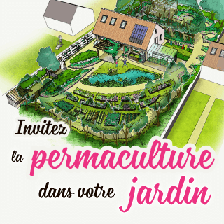 Permaculture tropicale : Le vétiver comment le récolter et l