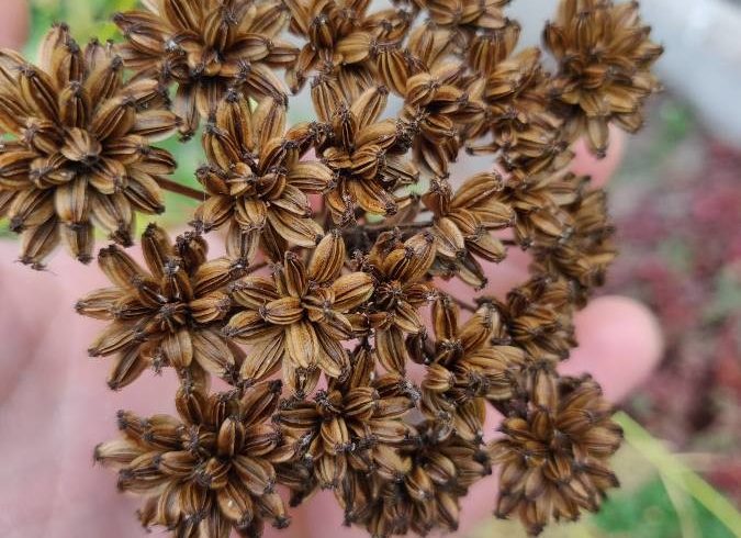 Graines de livèche - Levisticum officinale