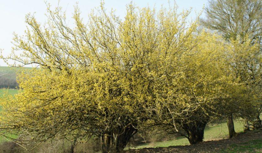 Cornouiller mâle en fleurs - Cornus mas