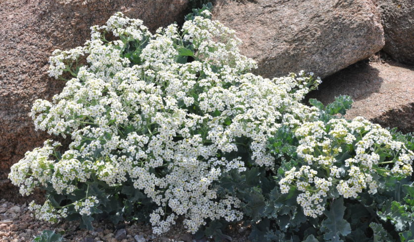 Chou maritime - Crambe maritima