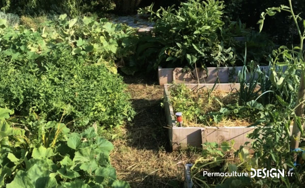 La paillage au potager en permaculture : une révélation pour Nadia qui a « changé sa vie » !