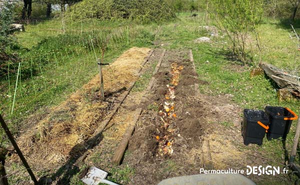 Utilisation du compost Bokashi dans une tranchée dans le jardin en permaculture de la ferme familiale Merci Nature, près de Bordeaux.