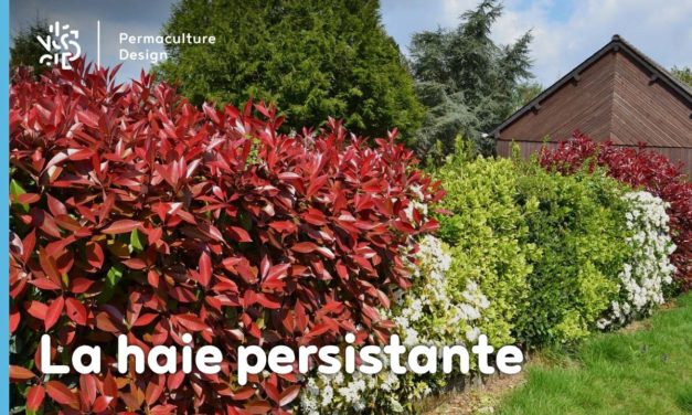 La haie persistante au jardin en permaculture