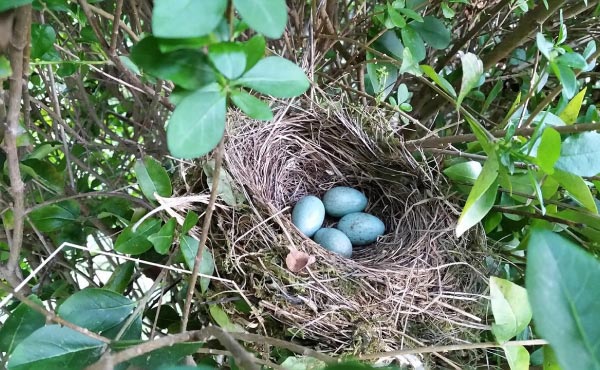 Les haies d’arbustes sont généralement de véritables refuges pour la faune, d’autant plus quand leur feuillage est persistant !