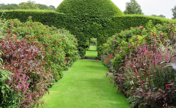 Exemple de haie persistante utilisée pour structurer un jardin et mettre en valeur les plantations fleuries en amont.