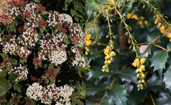 Viorne-tin (à droite) et Mahonia (à gauche), en plus de leur feuillage persistant, offrent de jolies floraisons mellifères et des fructifications qui plaisent beaucoup aux oiseaux !