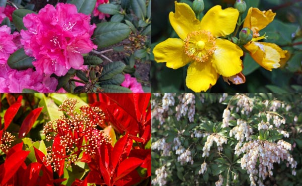 Exemples d’arbustes persistants changeant au fils des saisons avec de superbes floraisons et/ou de jeunes feuilles aux couleurs chatoyantes : rhododendron, pièris, photinia, millepertuis ‘Hidcote’