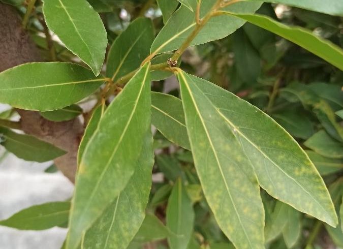 Feuilles de laurier sauce - Laurus nobilis