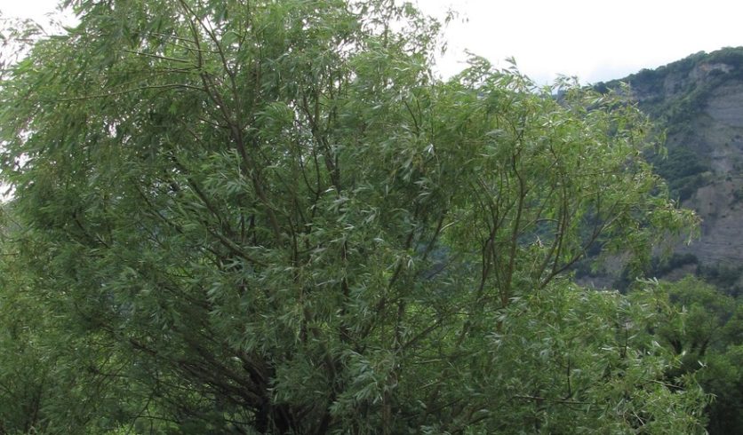 Saule blanc - Salix alba