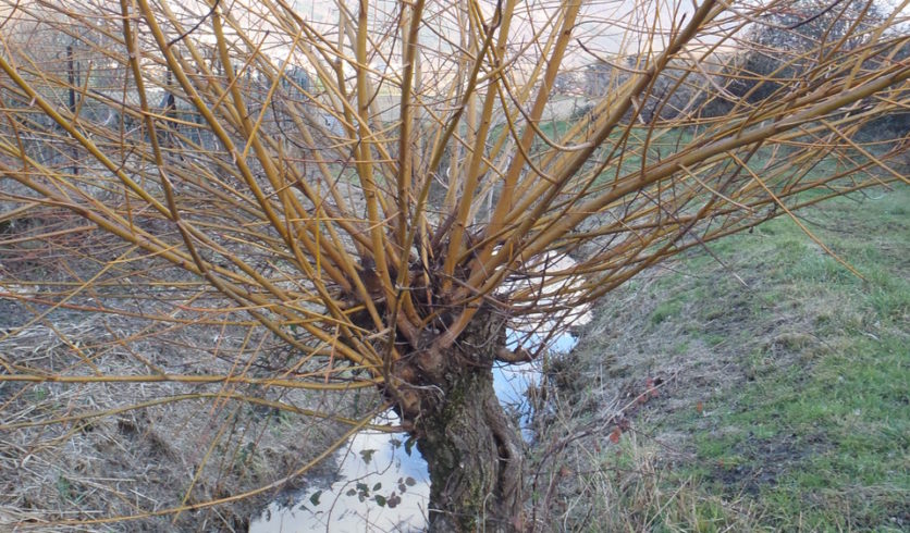 Saule blanc taillé en têtard - Salix alba