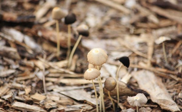 Les copeaux de bois ou broyats de bois en paillage favorisent l’apparition de champignons mycorhiziens.