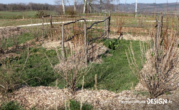 Framboisiers, cassissiers et autres arbustes à petits fruits paillés aux broyats de bois.