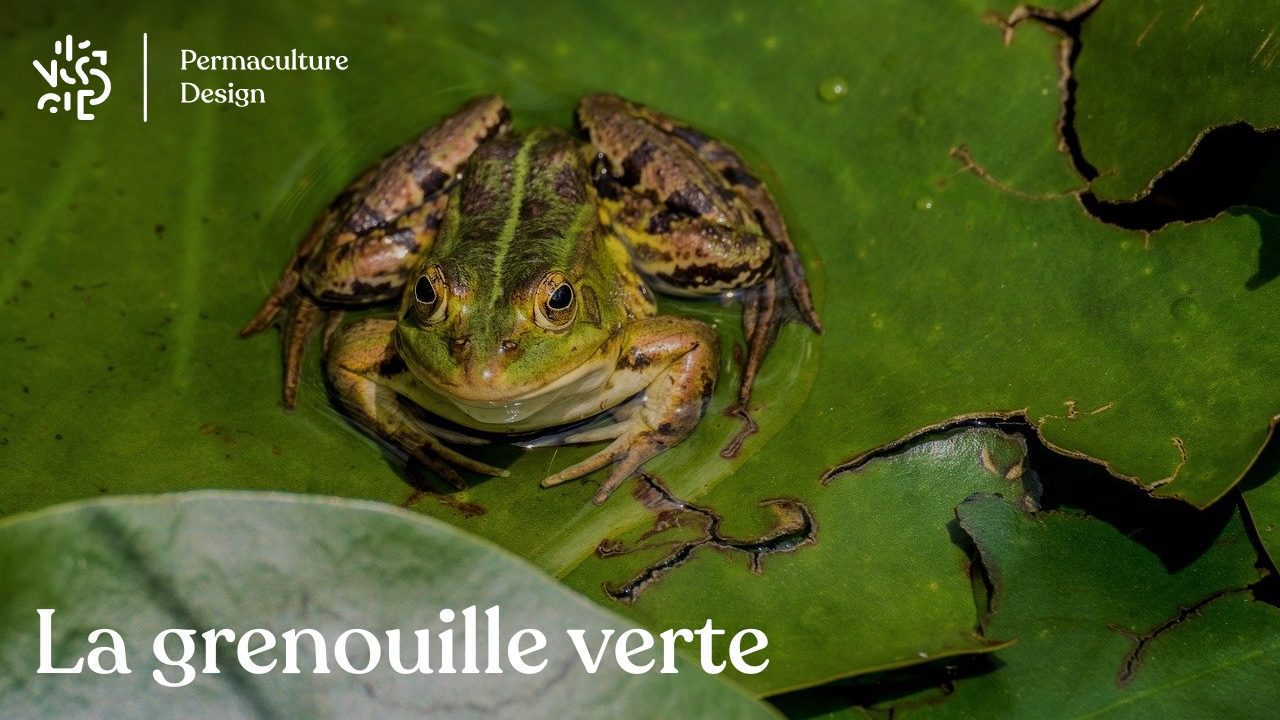 Tout savoir sur la grenouille verte : oeuf, bébé, reproduction, cri, nourriture