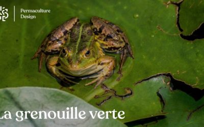 Tout savoir sur la grenouille verte : oeuf, bébé, reproduction, cri, nourriture