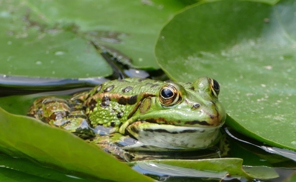 Grenouille verte sur une feuille de nénuphar.