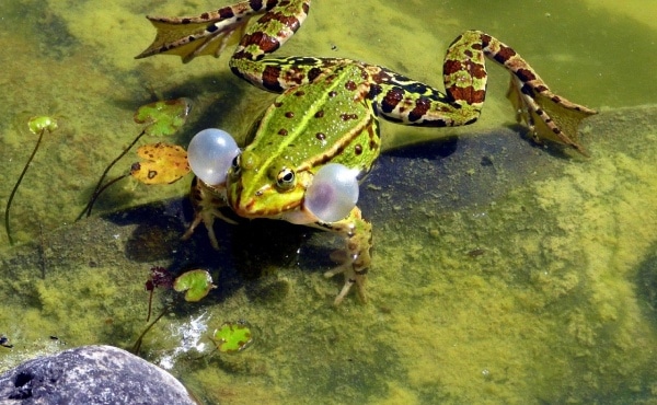 Grenouille verte mâle avec ses sacs vocaux externes gonflés à bloc pour amplifier son cri et attirer les femelles !