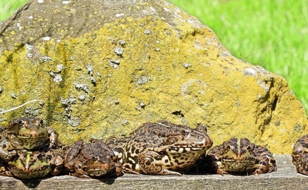 Grenouilles rieuses (Pelophylax ridibundus) en train de prendre un bain de soleil sur une planche de bois en bord de mare.