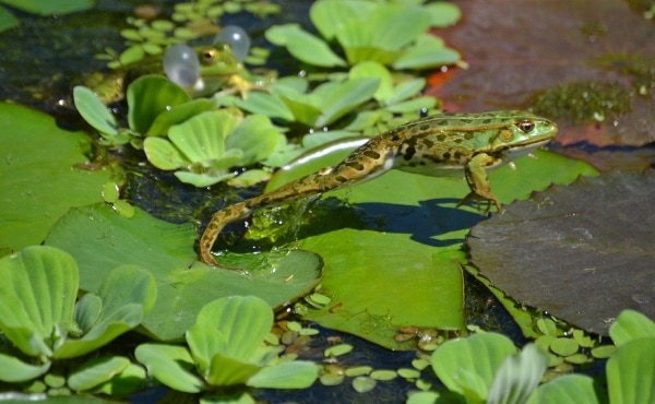 Grenouille verte en pleine extension pendant un saut : on voit bien ses longues pattes arrières musclées.