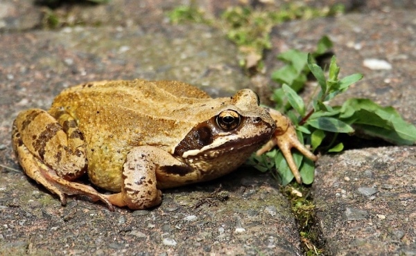 Il existe différentes espèces de grenouilles brunes : ici une grenouille rousse que l’on distingue de la grenouille agile et de celle des champs, notamment grâce aux taches brunâtres sous sa gorge et sur son ventre.