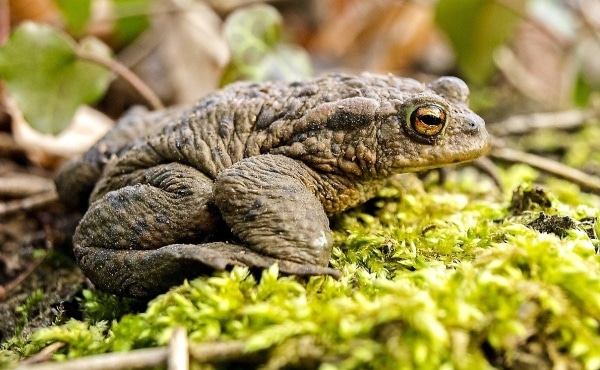 Le crapaud commun est un anoure comme la grenouille verte mais son corps trapu, sa peau pustuleuse et ses bourrelets derrière les yeux l’en distinguent clairement !