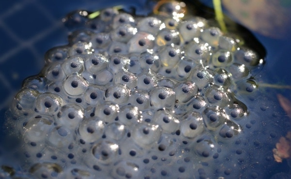 Amas de plusieurs dizaines d’œufs de grenouille fécondés d’où sortiront bientôt de petits têtards !