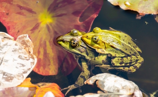 Illustration de l’amplexus​ où la grenouille verte mâle, plus petite que la femelle, s’accroche à celle-ci en l’attrapant sous les pattes avants.