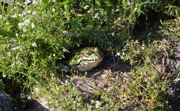 Grenouille verte au jardin, bien cachée parmi la végétation.