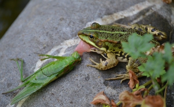 Grenouille verte ayant attraper avec sa longue langue une grande sauterelle verte.