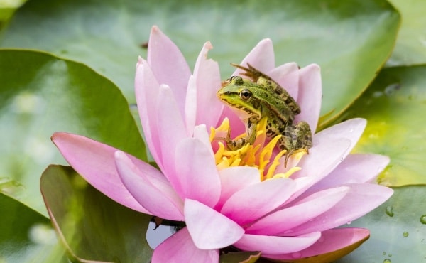 Jeune grenouille verte sur une fleur de nénuphar.