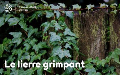 Le lierre grimpant, une plante rampante à croissance rapide
