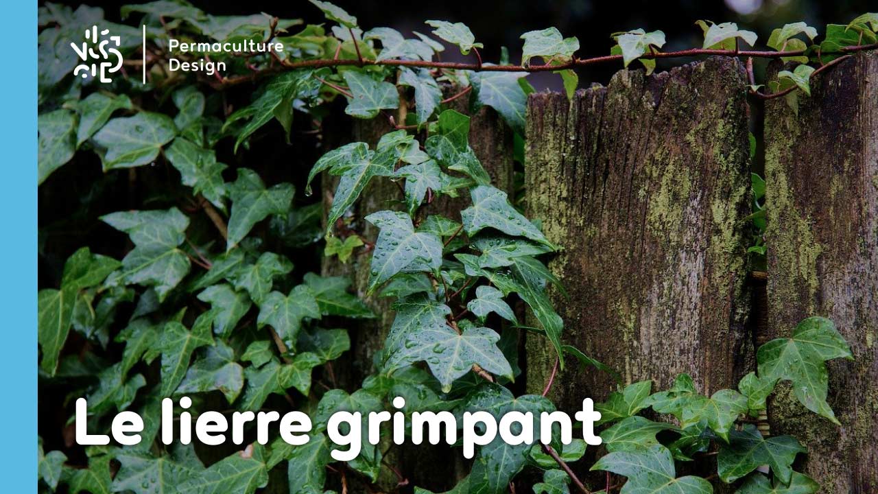 Le lierre grimpant, Hedera helix est une plante rampante à croissance rapide à avoir absolument dans son jardin en permaculture !