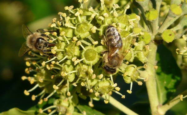 Les abeilles comme de nombreux autres insectes pollinisateurs se régalent du pollen de lierre grimpant, plus que bienvenu en période automnale.