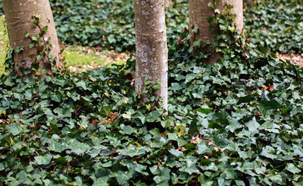 Lierre rampant au pied des arbres et formant un super couvre-sol protecteur !