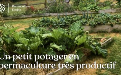 Permaculture au potager : 115 kg de récoltes sur 50 m2 dans un jardin familial