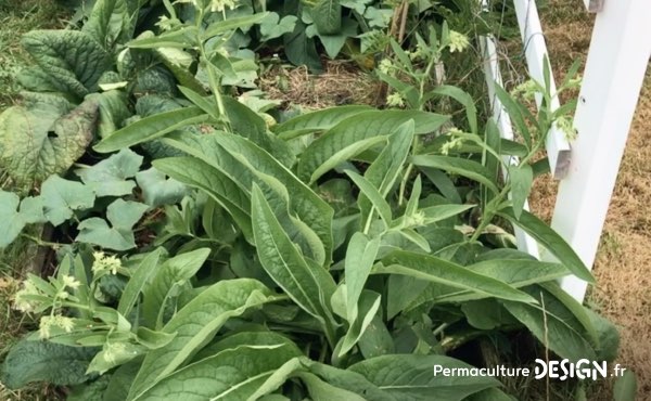 La consoude, une plante ressource essentielle dans le jardin familial de Sébastien avec laquelle il prépare des purins, des décoctions ou qu’il utilise en paillage.