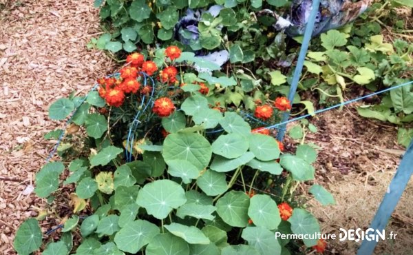 Association de cultures potagères et fleurs dans le jardin familial de Sébastien : ici des capucines et des œillets d’Inde, deux fleurs à la fois belles et très utiles au potager en permaculture. La capucine, comestible, attire aussi les pucerons et donc les coccinelles, éloigne également certaines punaises ravageuses des petits fruits rouges. L’œillet d’Inde, lui, attire les pollinisateurs et éloigne les nématodes, très utiles en association avec les tomates par exemple !