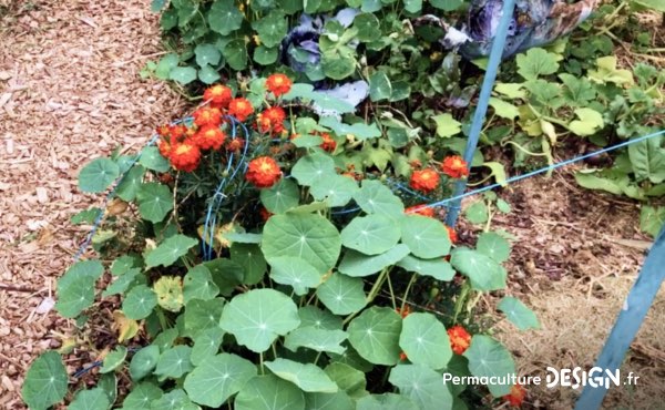 Association de cultures potagères et fleurs dans le jardin familial de Sébastien : ici des capucines et des œillets d’Inde, deux fleurs à la fois belles et très utiles au potager en permaculture. La capucine, comestible, attire aussi les pucerons et donc les coccinelles, éloigne également certaines punaises ravageuses des petits fruits rouges. L’œillet d’Inde, lui, attire les pollinisateurs et éloigne les nématodes, très utiles en association avec les tomates par exemple !