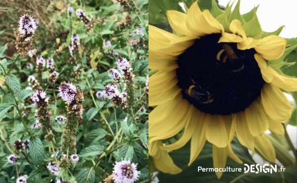 Grâce aux fleurs, les pollinisateurs sont au rendez-vous dans le potager en permaculture de Sébastien !