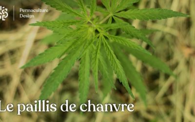 Paillis de chanvre : un paillage alternatif