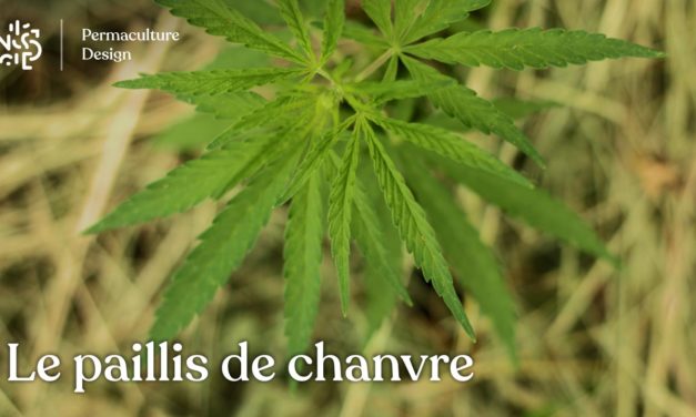 Paillis de chanvre : un paillage alternatif