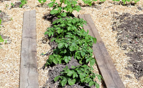 Le paillage de chanvre du potager présente de nombreux avantages.